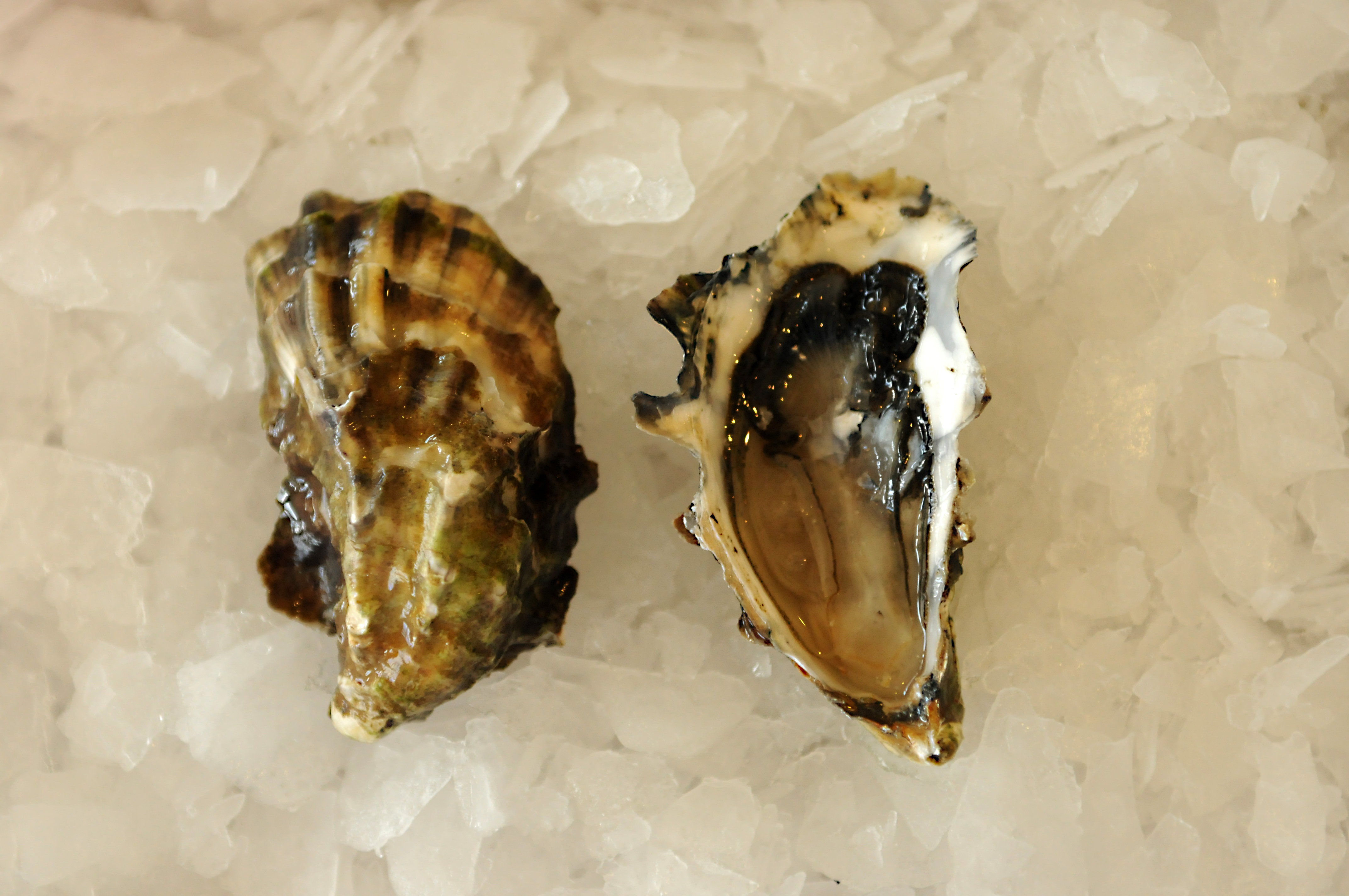 Everything You Ever Wanted to Know about Oysters but were Afraid to Ask