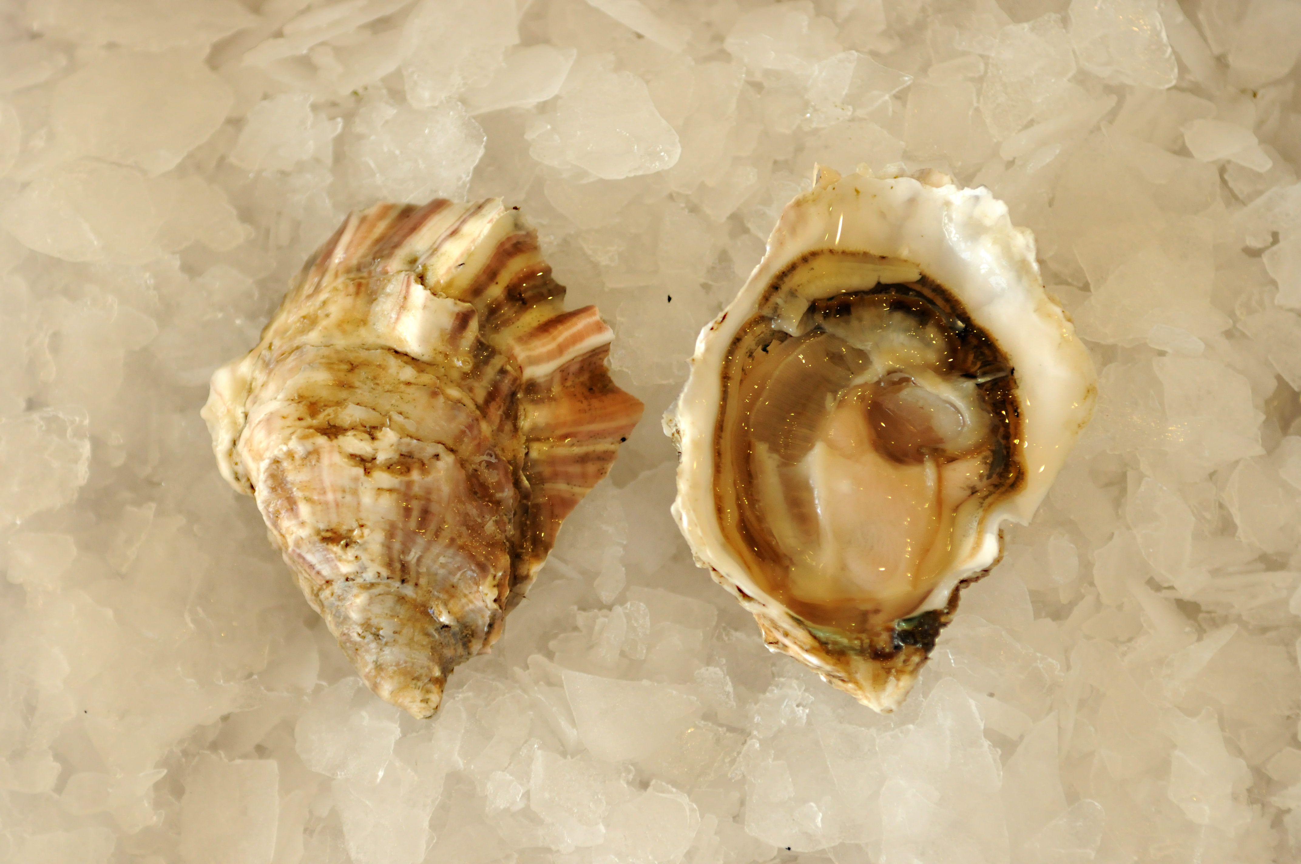 Everything You Ever Wanted to Know about Oysters but were Afraid to Ask