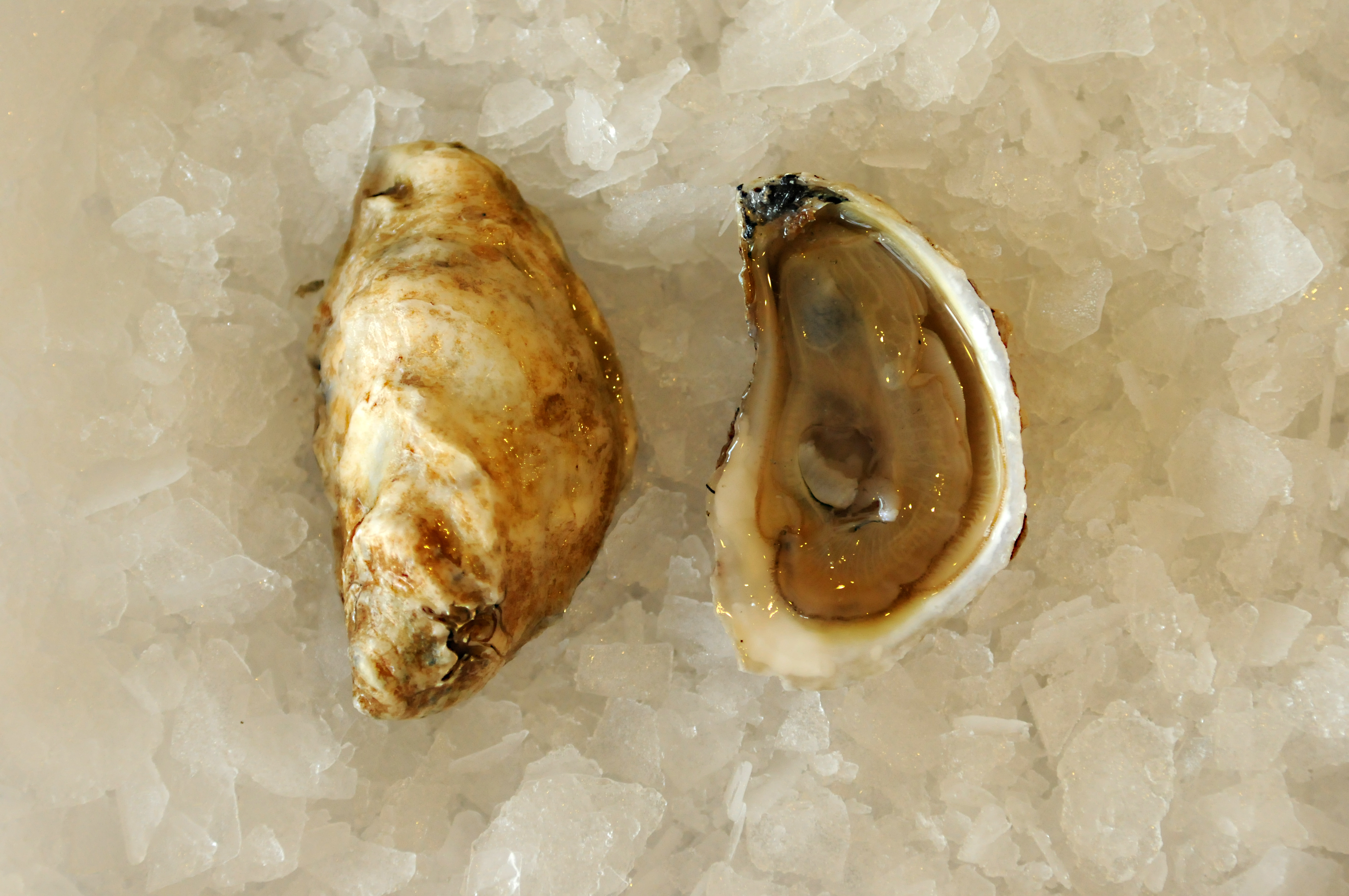 Everything You Ever Wanted to Know about Oysters but were Afraid to Ask