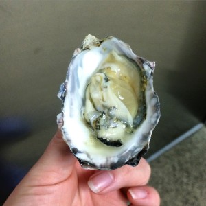 kwakwala oyster