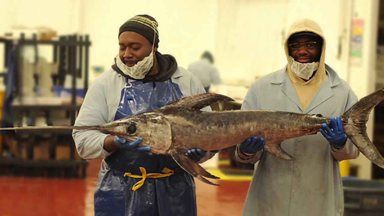 Samuels and Son Seafood Market Update Week of 11/16/2015