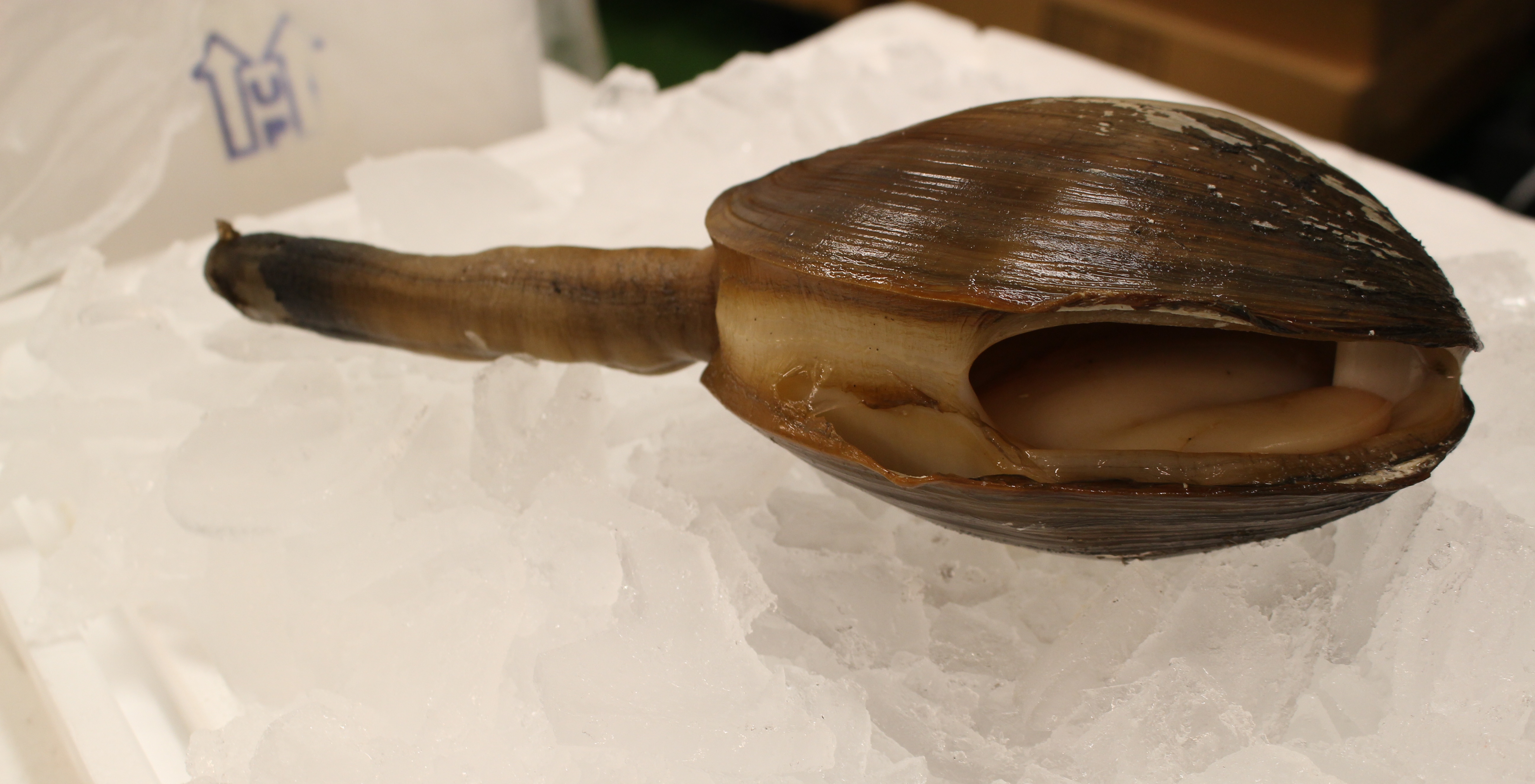 Geoduck, Pronounced “Gooey Duck”