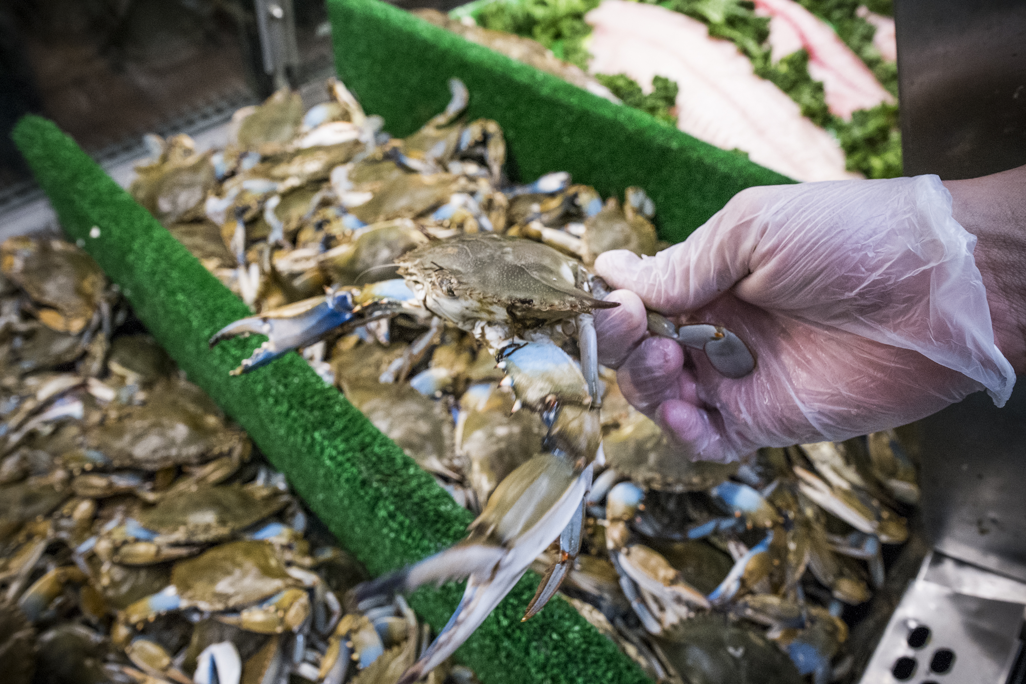 Fish Tales Episode 2: Soft Shell Blue Crabs