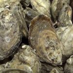 Fish Tales Episode 5: October is for Oysters