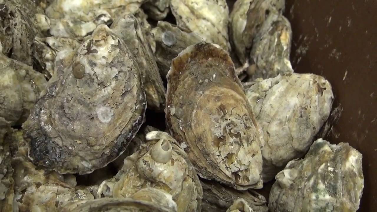 Fish Tales Episode 5: October is for Oysters