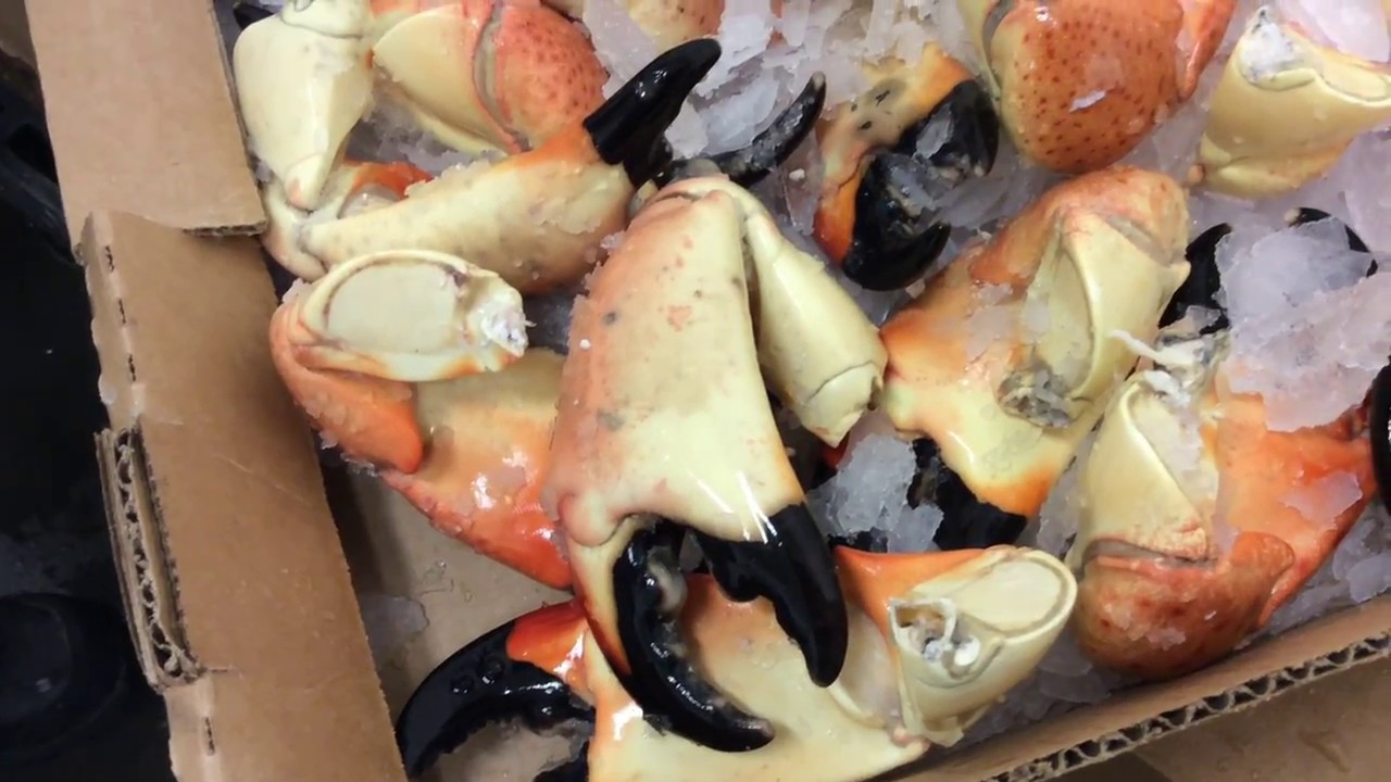 Stone Crab Claws Have Arrived!