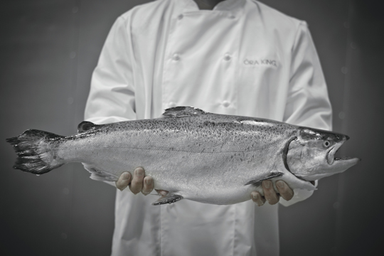 King Salmon By Ora King Samuels Seafood