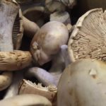 Fish Tales Episode 6: Mushroom Medley