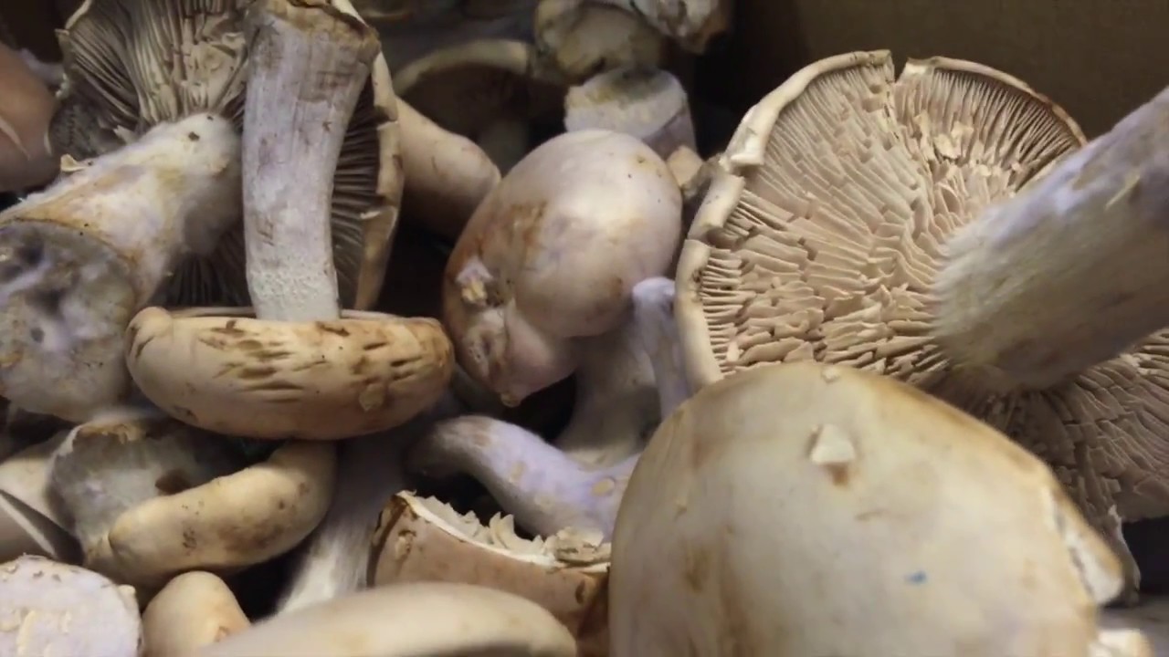 Fish Tales Episode 6: Mushroom Medley