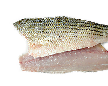 Hybird Striped Bass