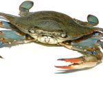 Updates on Soft Shell Crabs, Skuna Bay Salmon, and Black Sea Bass