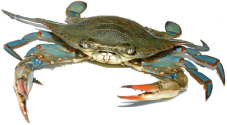 Updates on Soft Shell Crabs, Skuna Bay Salmon, and Black Sea Bass