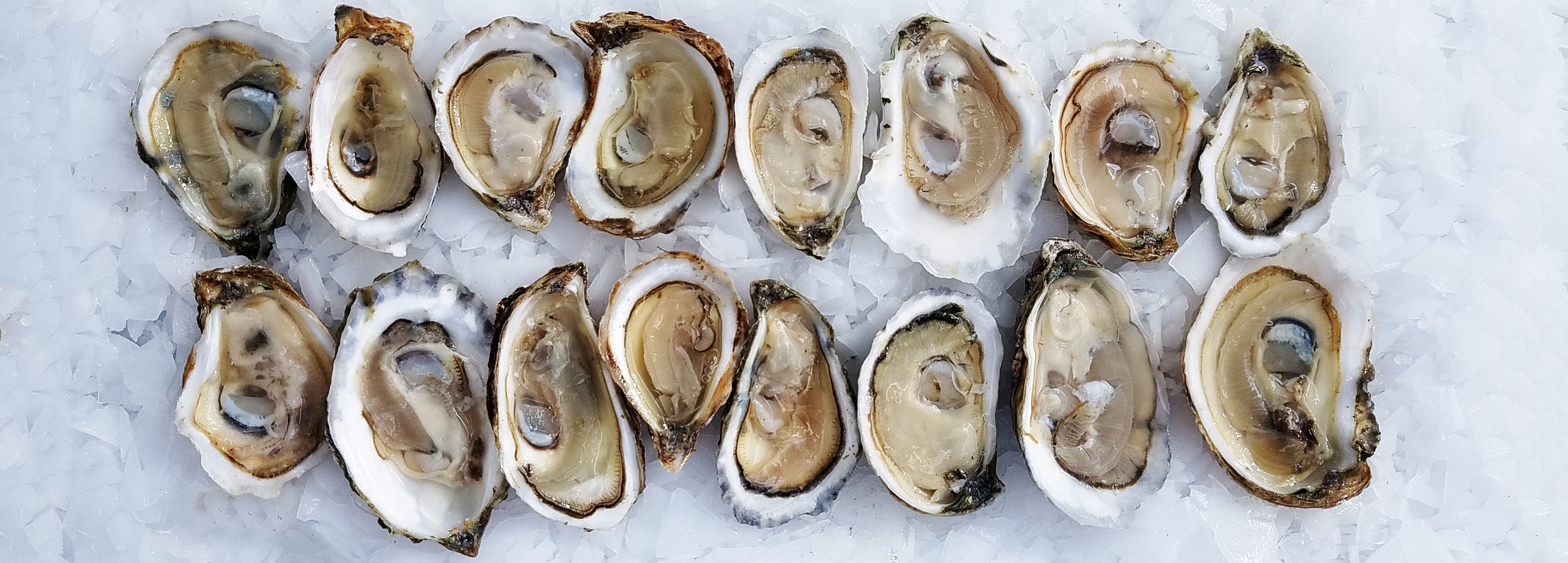 A No-Nonsense Guide to East Coast Oysters