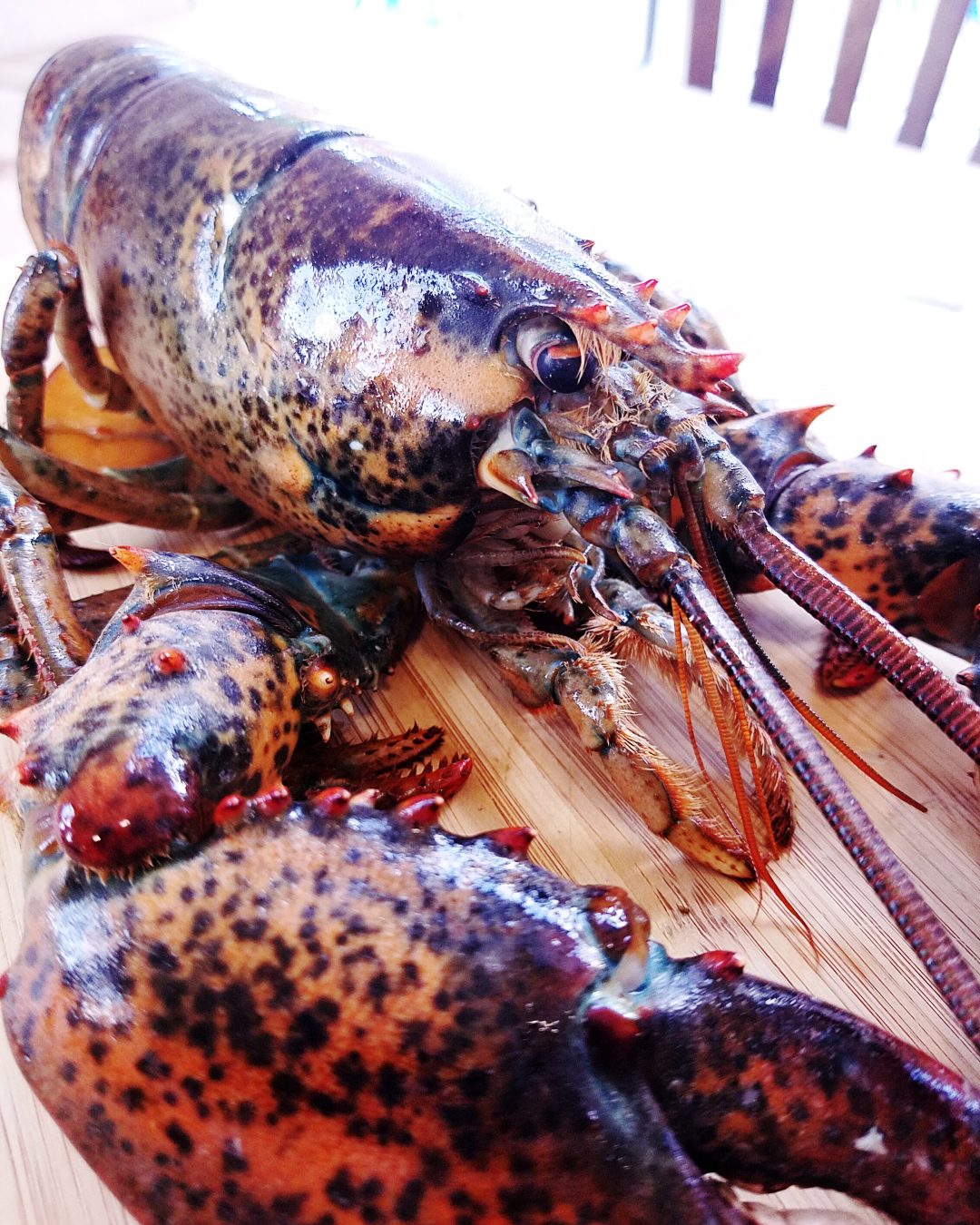 From Trash to Treasure. The Great American Lobster History. Samuels