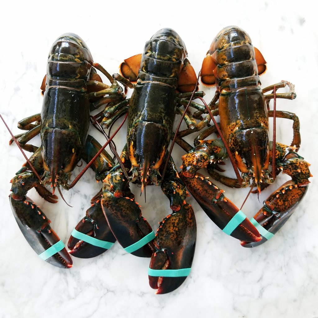 Fresh Maine Lobster | Samuels Seafood