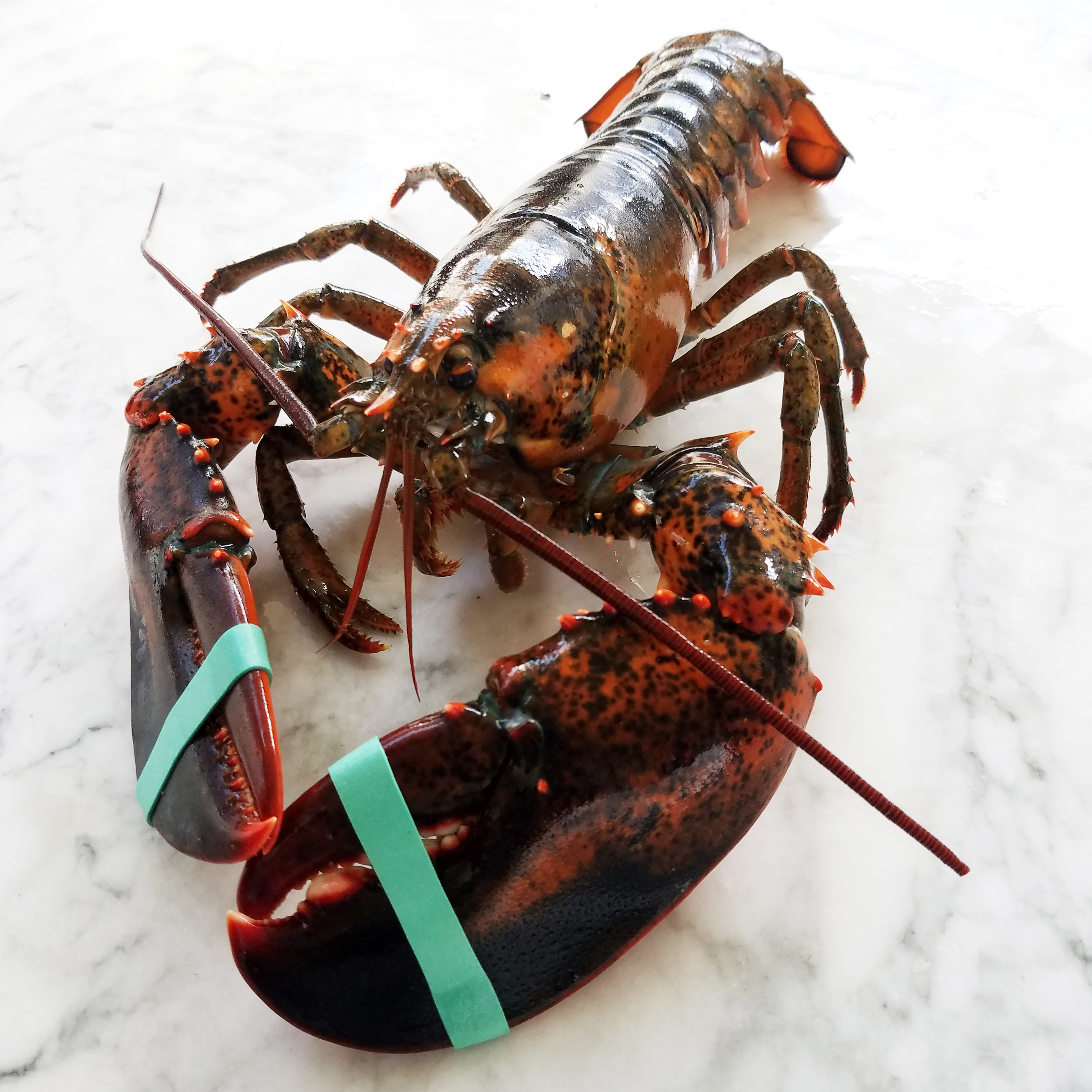 Fresh Maine Lobster | Samuels Seafood