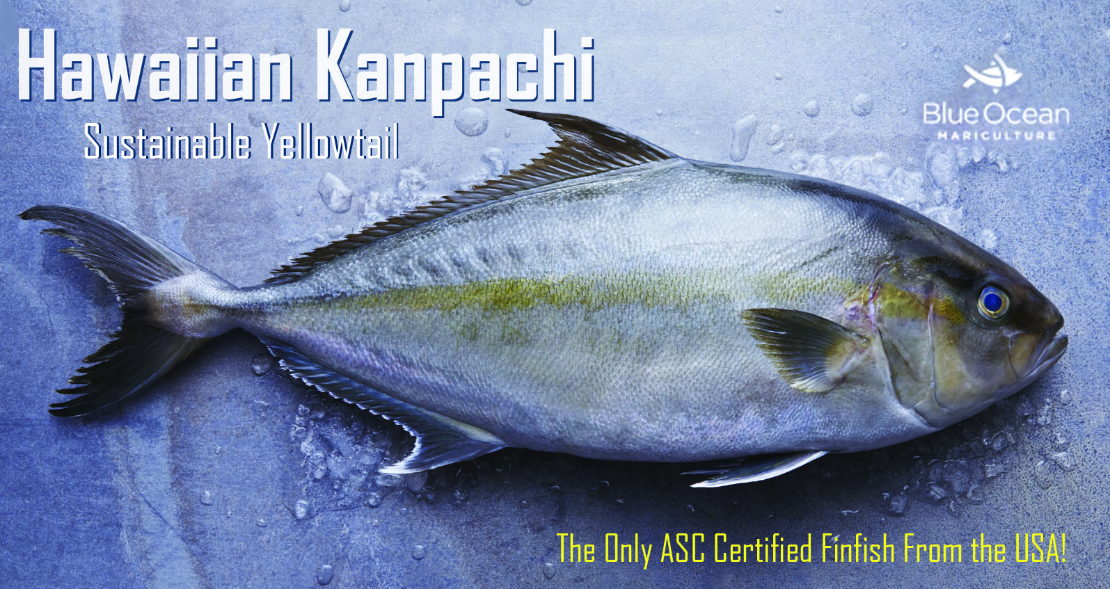 Hawaiian Kanpachi Advert