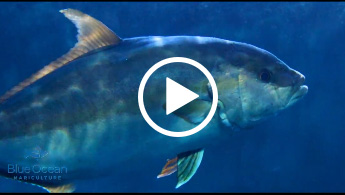 Blue Ocean Mariculture