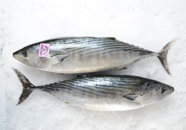 Red Sea Bream | Samuels Seafood